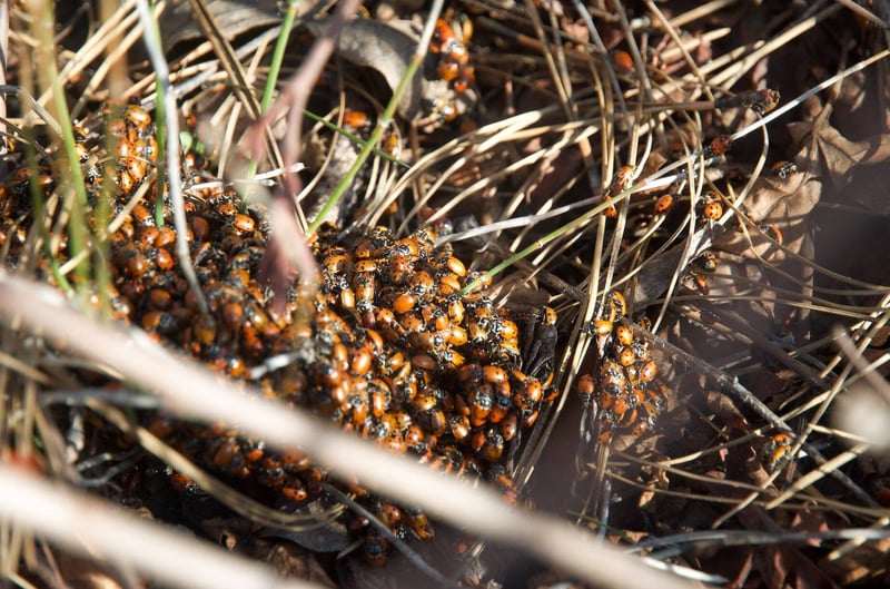 Ladybugs!
