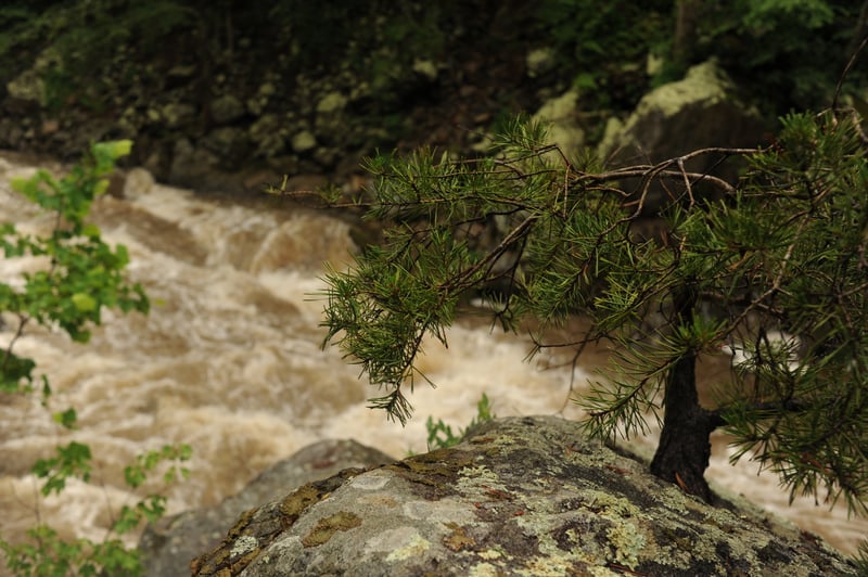 Bonsai on the Narrows