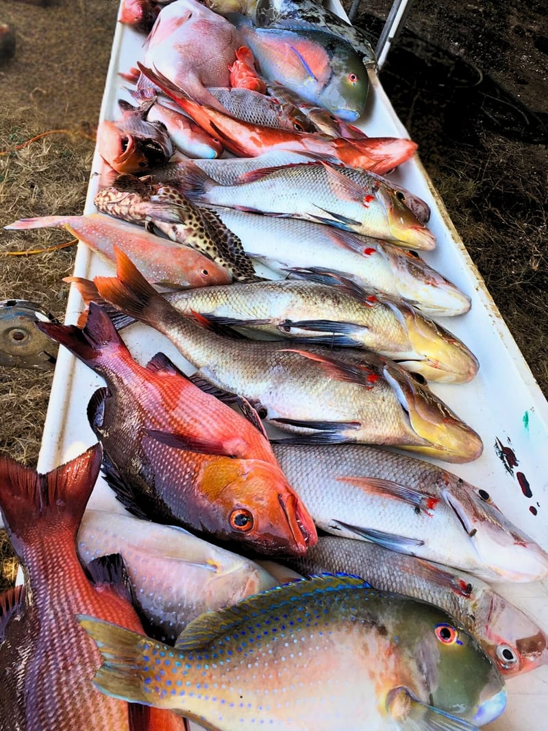 Mixed catch spread from Rodds Bay showing Red Emperor, Coral Trout, Sweetlip and more