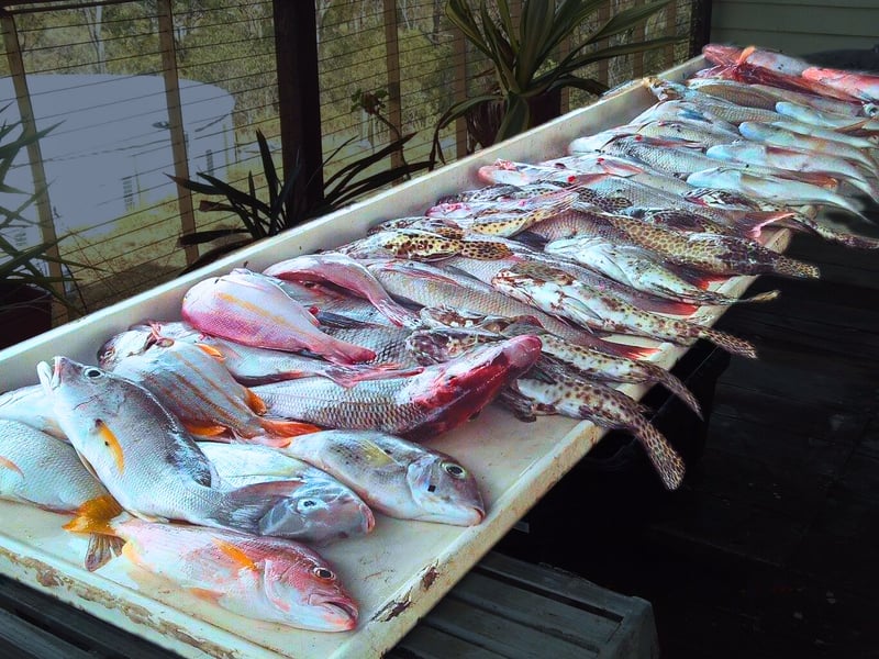 Table full of fresh catch