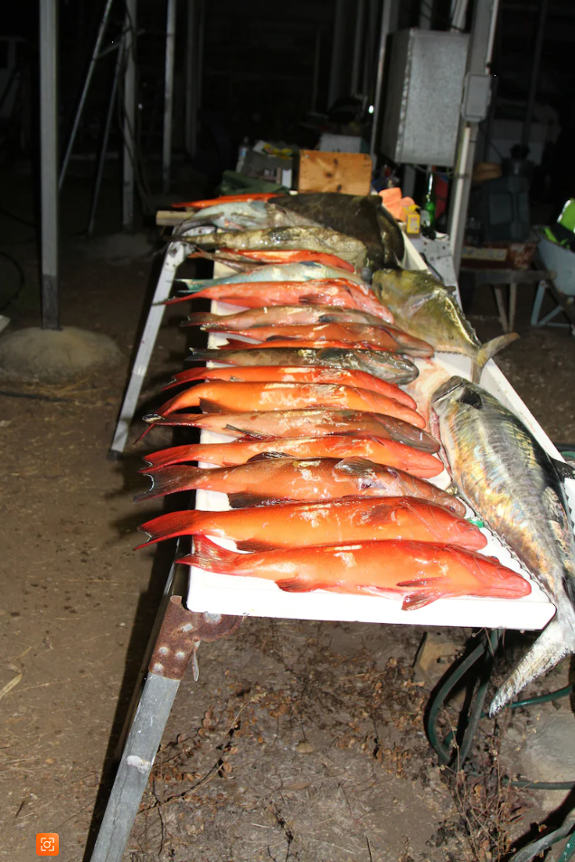 Nighttime catch spread with red emperor and reef species from Rodds Bay