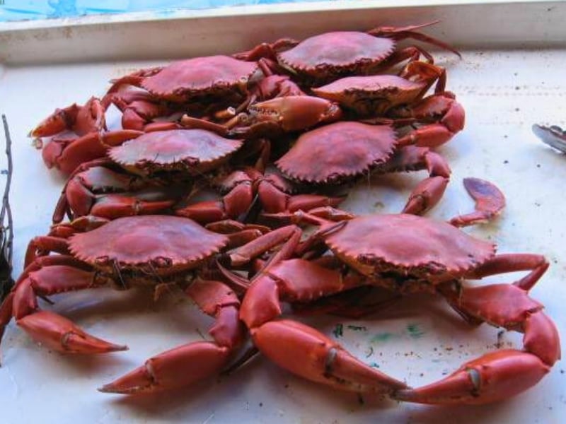 Mud crabs