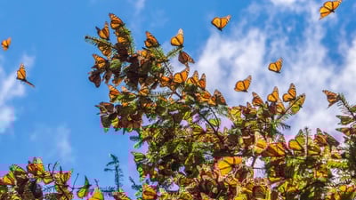 Monarch butterflies clustered on tree branches under a blue sky, symbolizing resilience and transformation