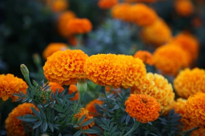 Close-up of marigold flowers, symbolizing remembrance and the grieving process