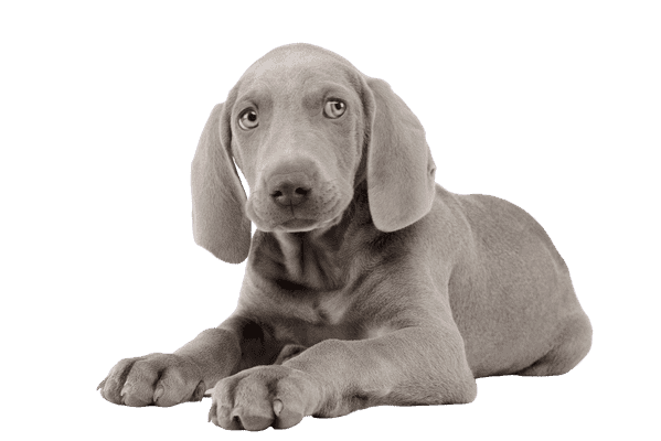 Weimaraner som hvalp