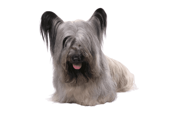 Skye Terrier som ung/voksen