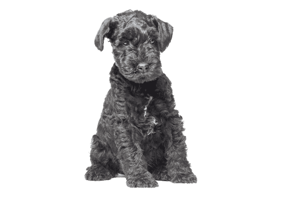 Kerry Blue Terrier som hvalp