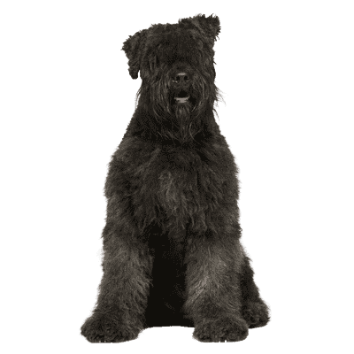 Bouvier des Flandres som ung/voksen