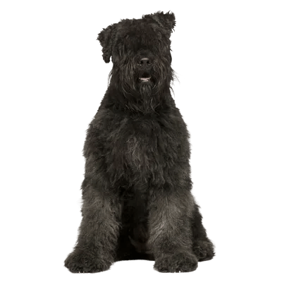 Bouvier des Flandres
