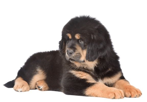 Tibetansk Mastiff