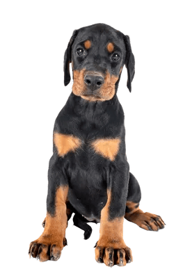 Dobermann