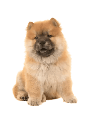 Chow chow