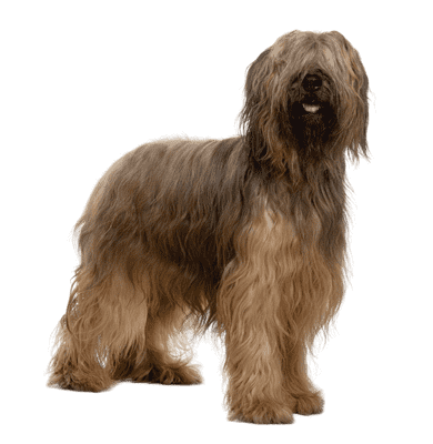 Briard som senior