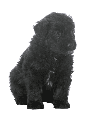 Bouvier des Flandres som hvalp