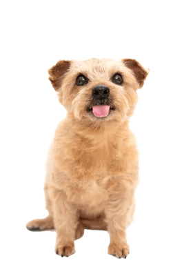 Norfolk Terrier