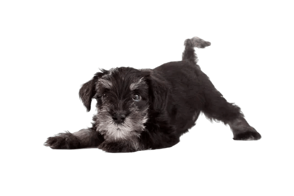 Dværgschnauzer