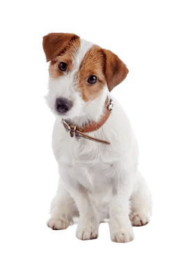 Jack Russell Terrier