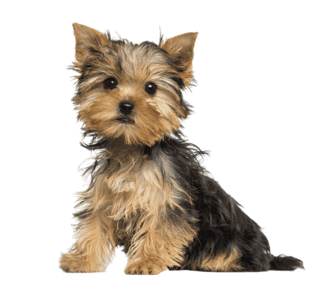 Yorkshire Terrier som hvalp