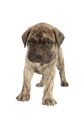 Bullmastiff som hvalp