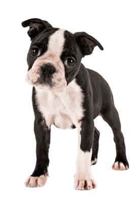 Boston Terrier som hvalp