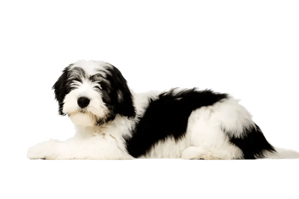 Polski Owczarek Nizinny