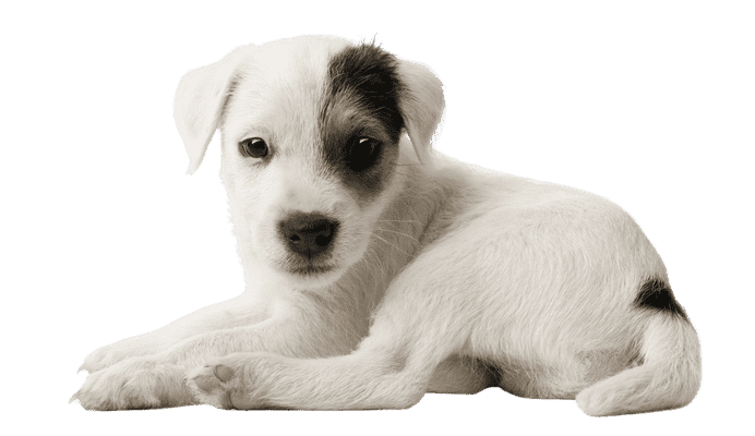 Parson Russell Terrier som hvalp