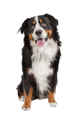 Berner Sennenhund