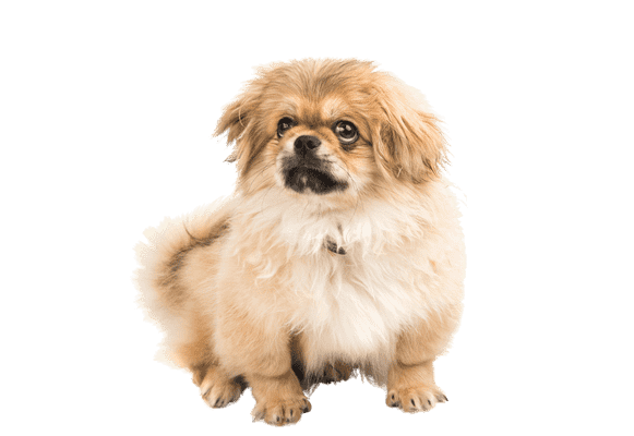 Pekingeser