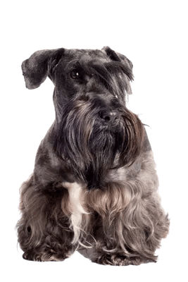 Cesky Terrier