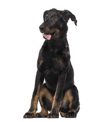 Beauceron som ung/voksen