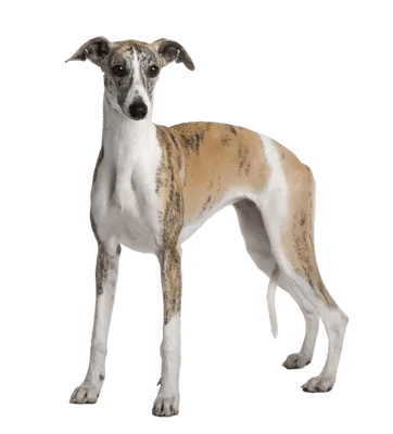 Whippet