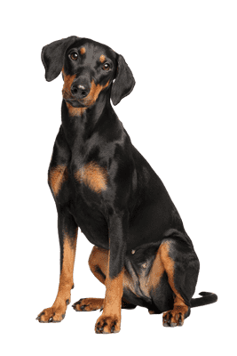 Tysk Pinscher