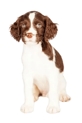 Engelsk Springer Spaniel