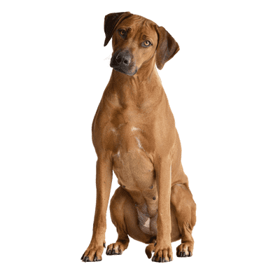 Rhodesian Ridgeback som ung/voksen