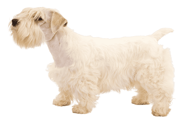 Sealyham Terrier som senior