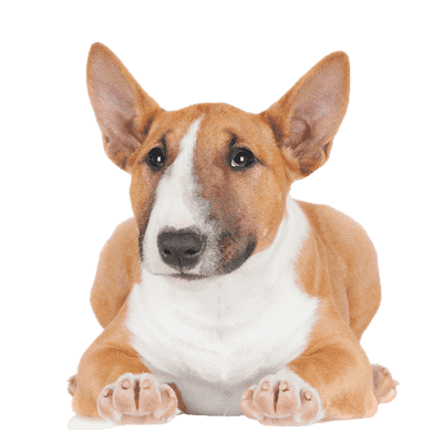 Bull Terrier, miniature som senior