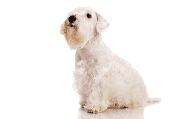 Sealyham Terrier som ung/voksen