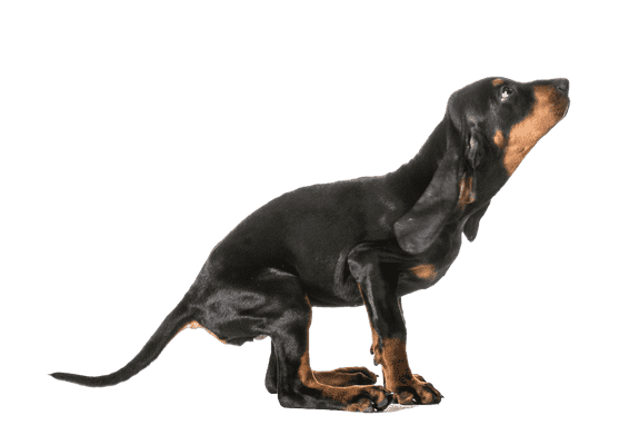 Black and Tan Coonhound som hvalp