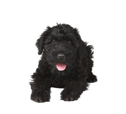 Sort Russisk Terrier