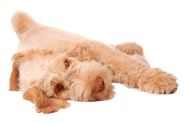 Spinone