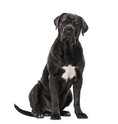 Cane Corso Italiano som ung/voksen