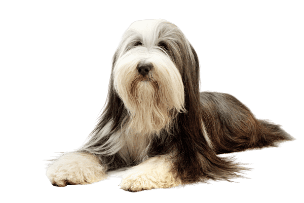 Bearded Collie som senior