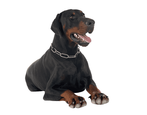 Dobermann som senior