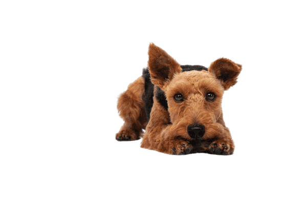 Welsh Terrier som hvalp