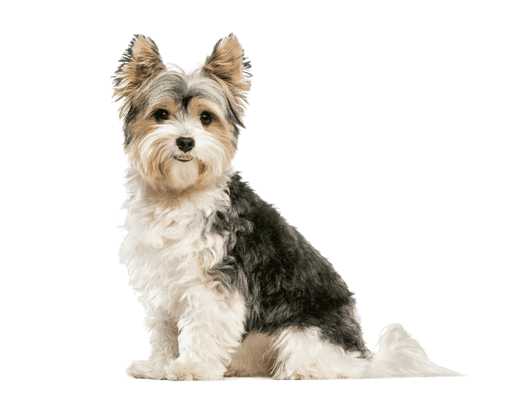 Yorkshire Terrier som senior