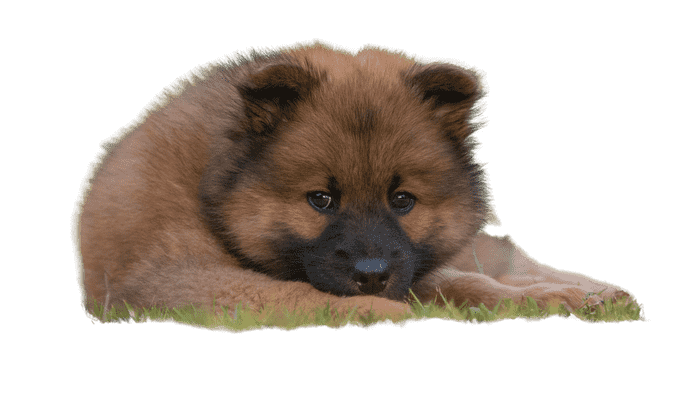 Eurasier som hvalp