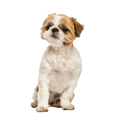 Shih Tzu som senior