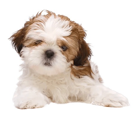 Shih Tzu