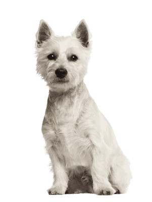 West Highland White Terrier som senior