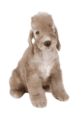 Bedlington Terrier som hvalp